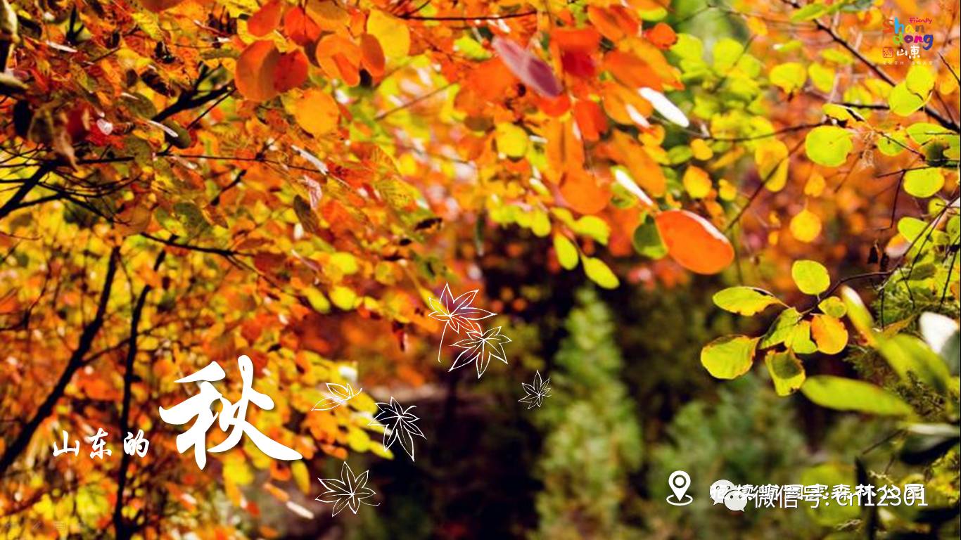 山东的秋天就装在这八天里——风起青萍言谈之二十三