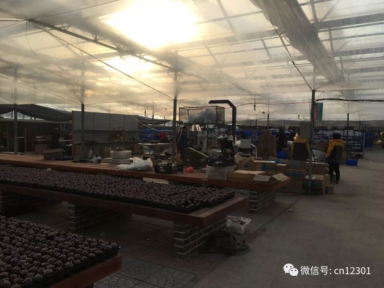 跳来跳去的青蛙——风起青萍言谈之二十七