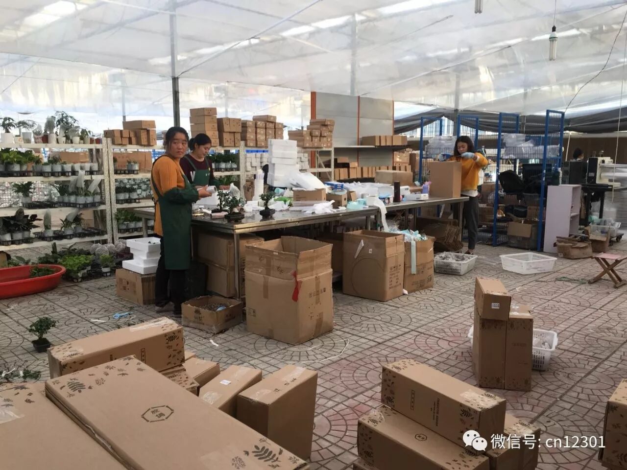 跳来跳去的青蛙——风起青萍言谈之二十七