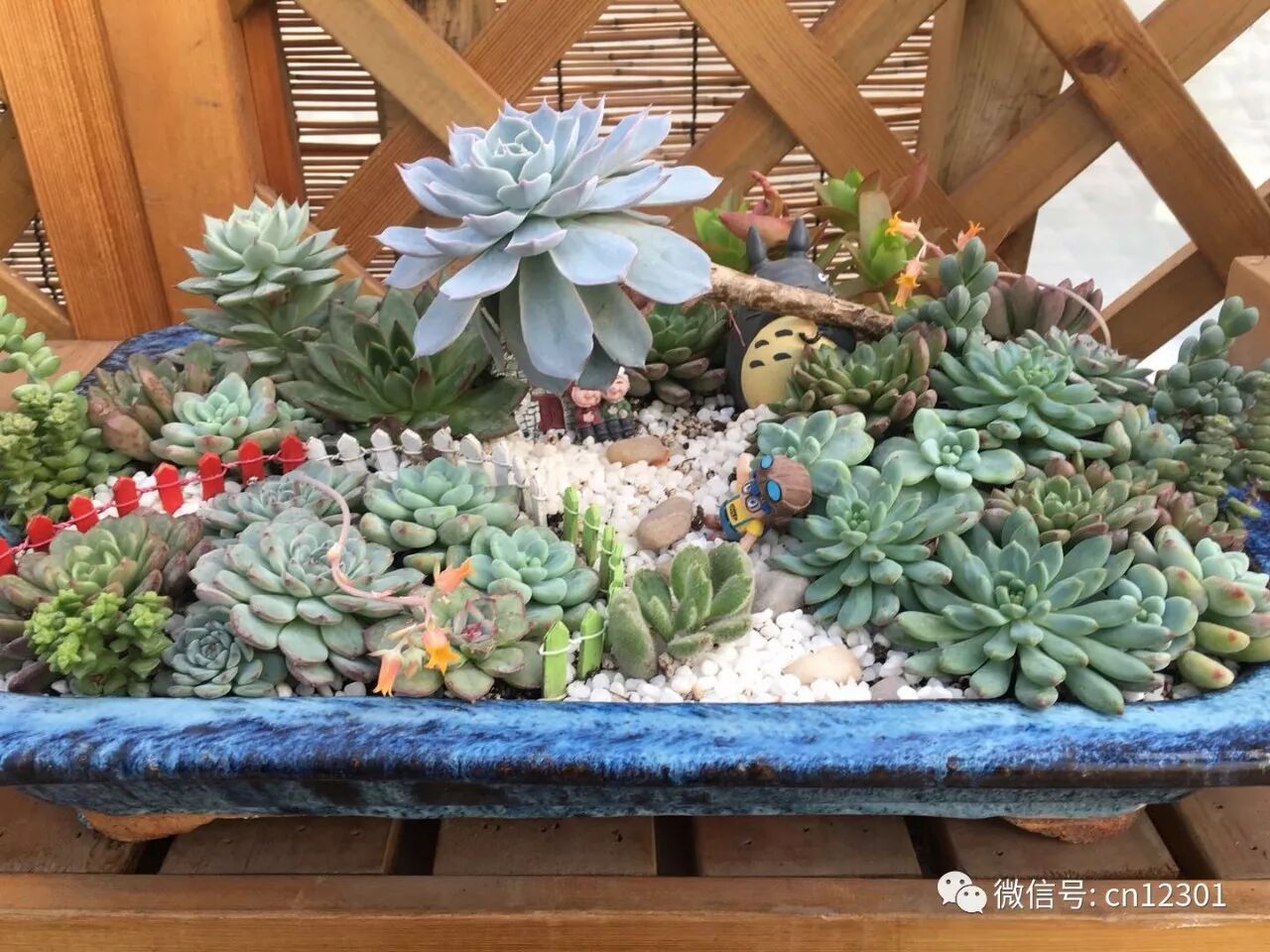 跳来跳去的青蛙——风起青萍言谈之二十七