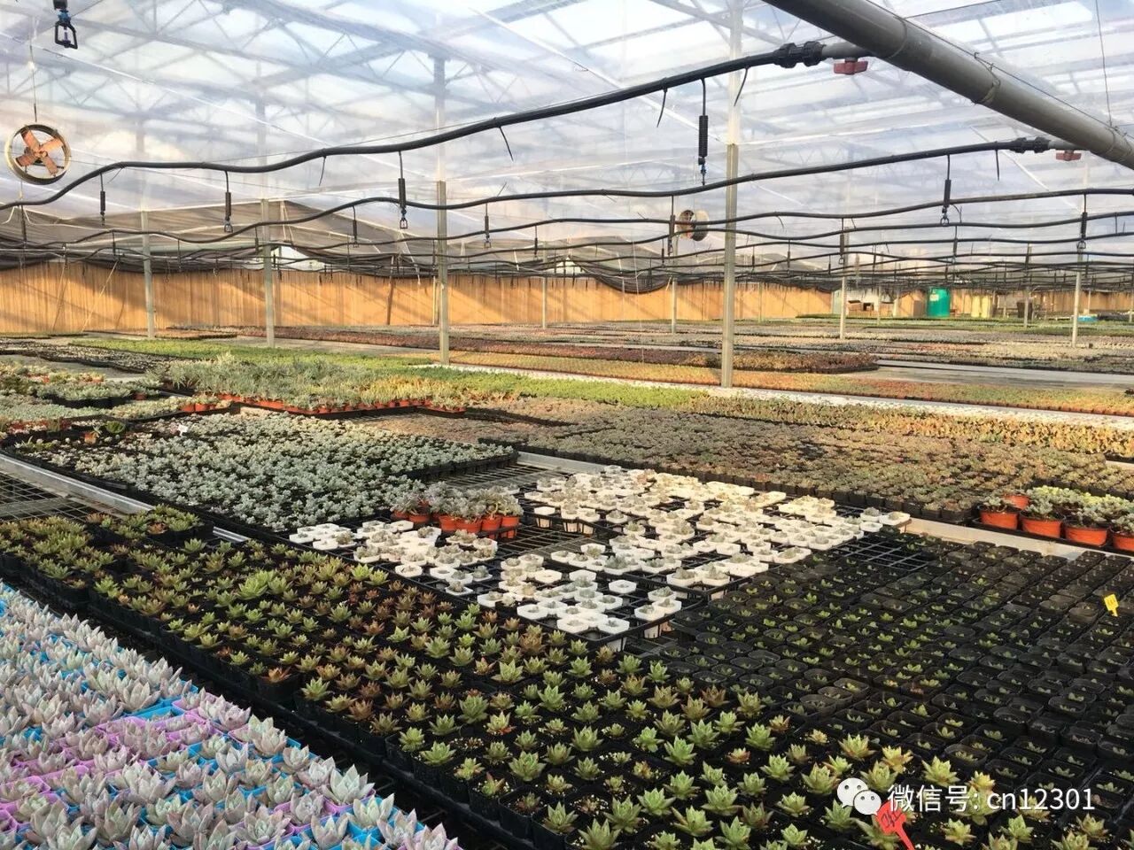 跳来跳去的青蛙——风起青萍言谈之二十七