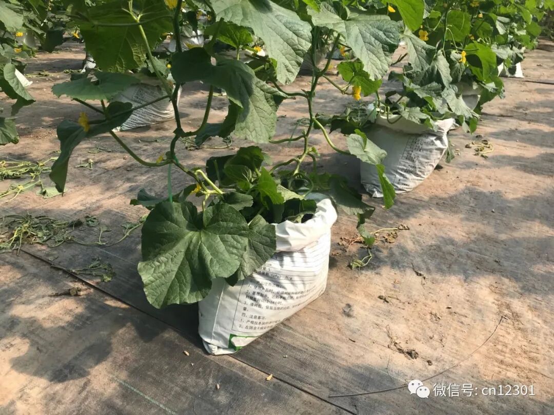 旅行社做点什么以及为旅行社做点什么——风起青萍言谈之九十五