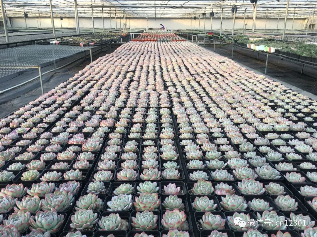 疫情防控常态化下文化和旅游机构促进消费的措施——风起青萍言谈之九十七